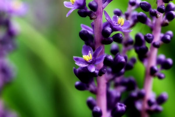 tige longue fleurs violettes petales feuillage vert floraison