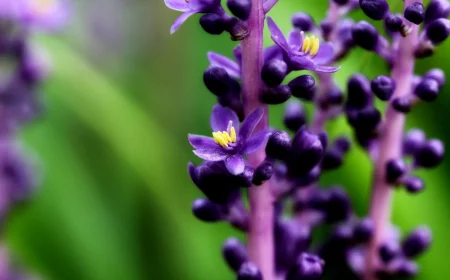 tiges longues fleurs violettes petales feuillage vert floraison