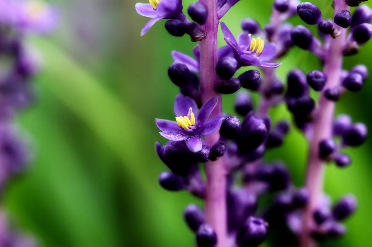 tiges longues fleurs violettes petales feuillage vert floraison