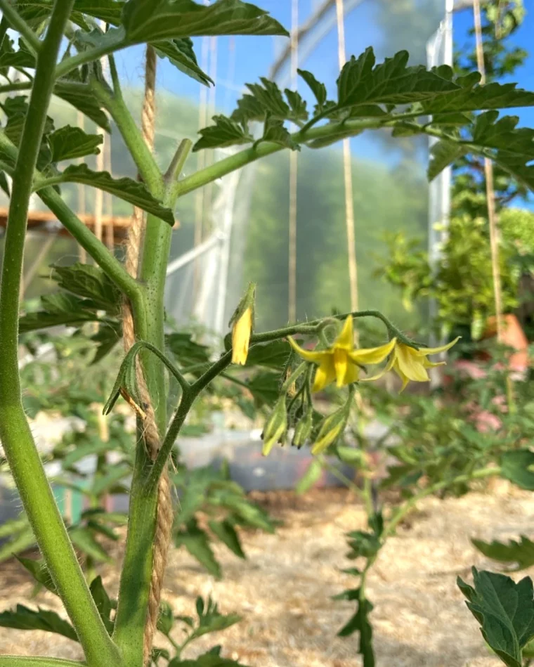 tomates debut de saison feuilles vertes