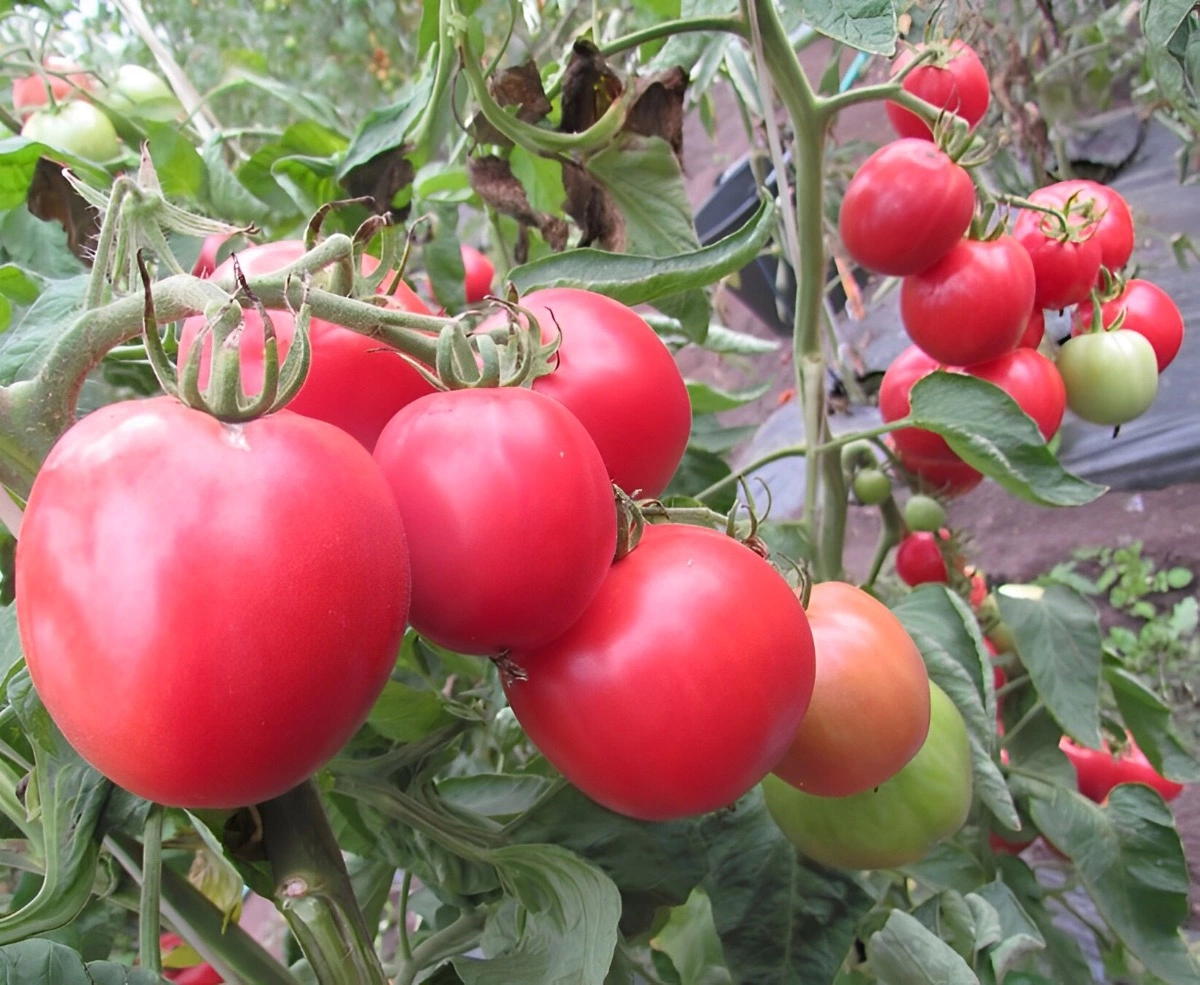 tomates rouges mures a point sur branche dans une rangee avec d autres tomates rouges et vertes