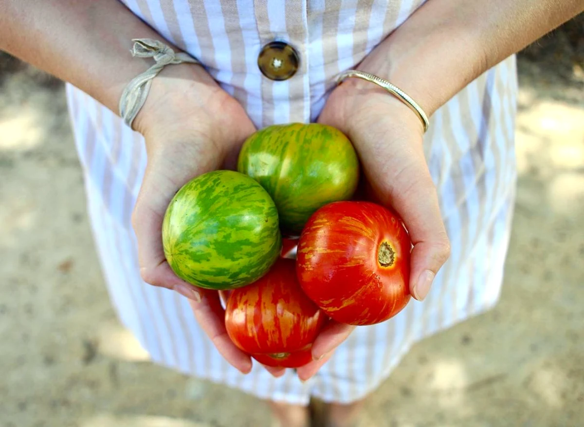 tomates vertes et rouges dans mains de femme