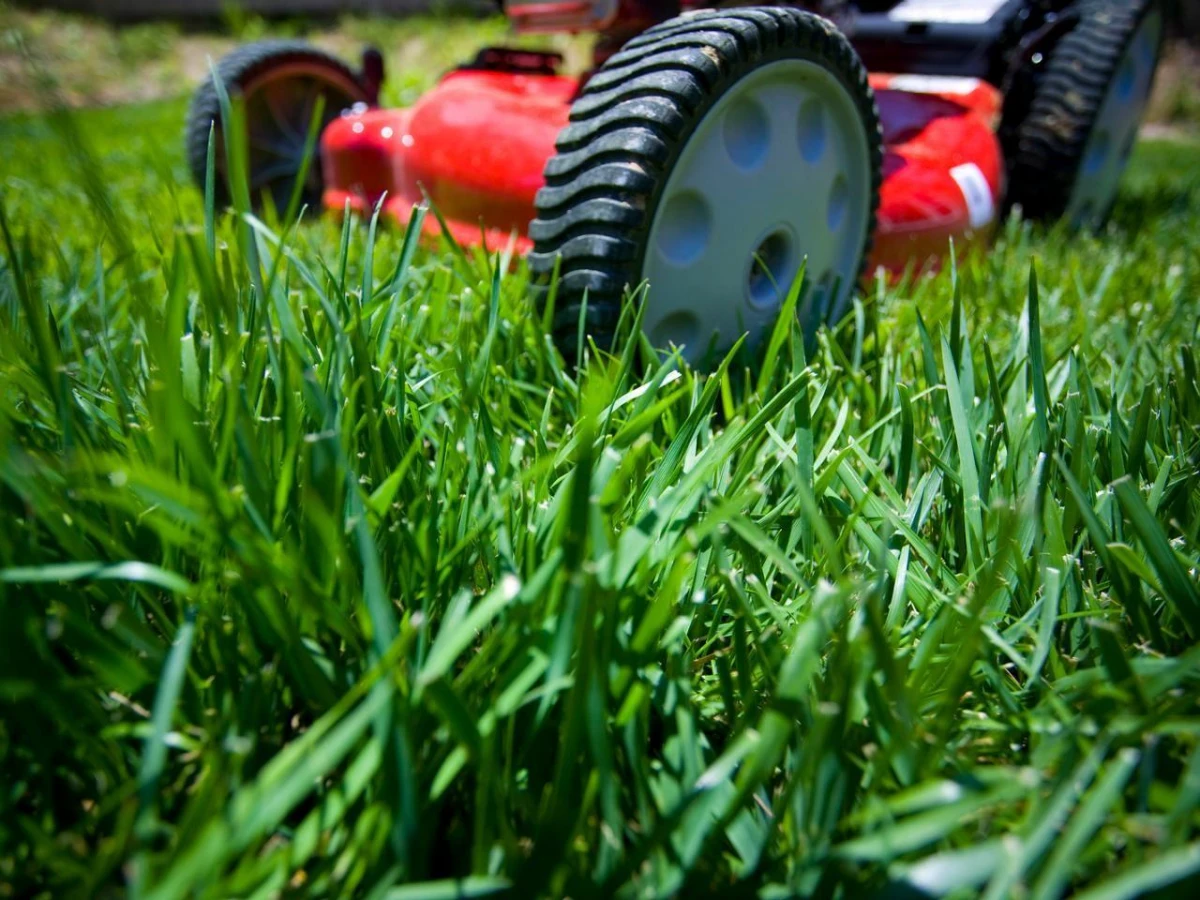 tondre la pelouse au printemps brin d herbe verte