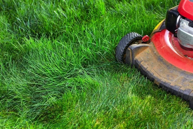 tondre la pelouse verte tondeuse rouge