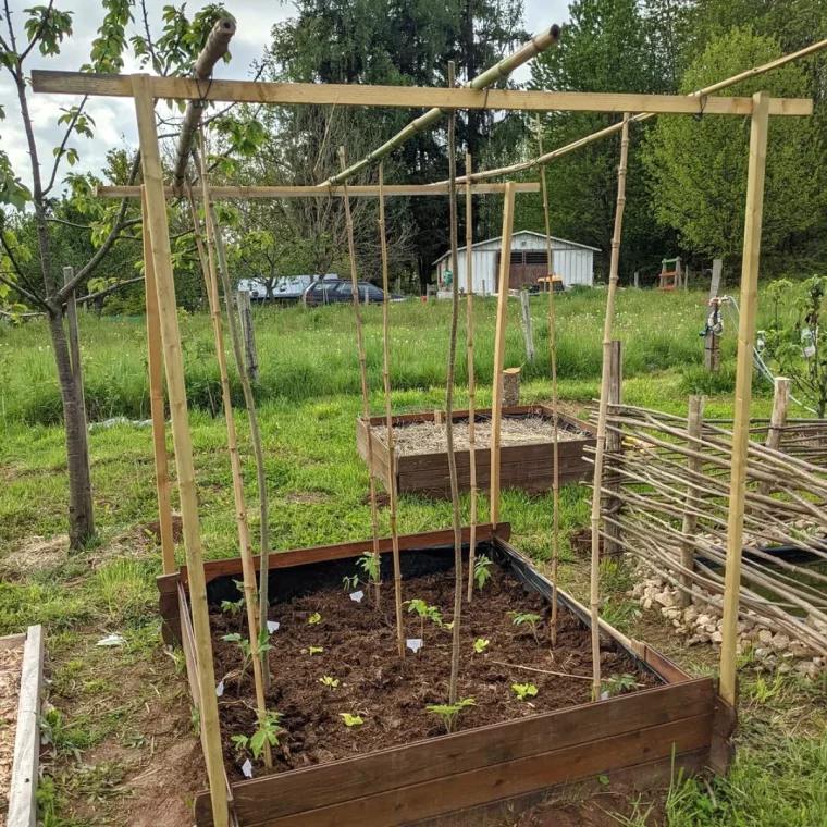 tuteurage des tomates potager maison