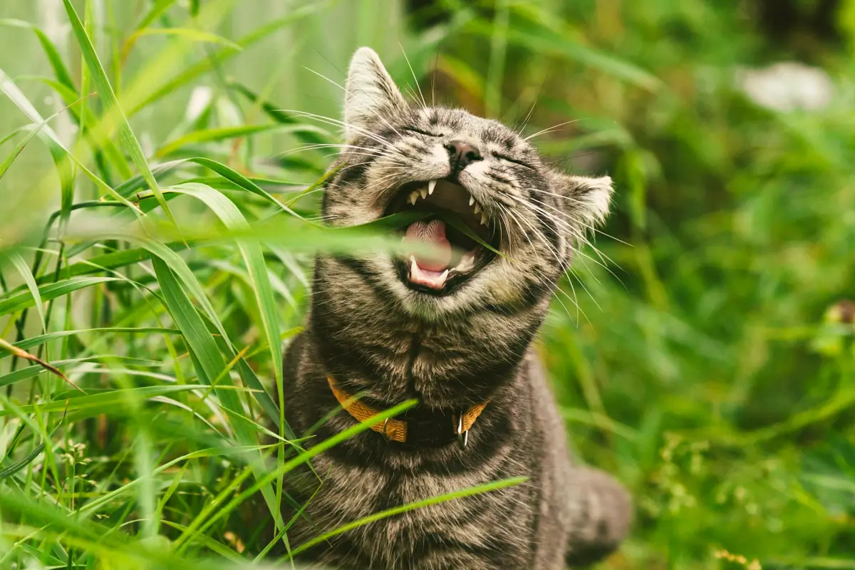 un chat marron qui mange de l'herbe de chat