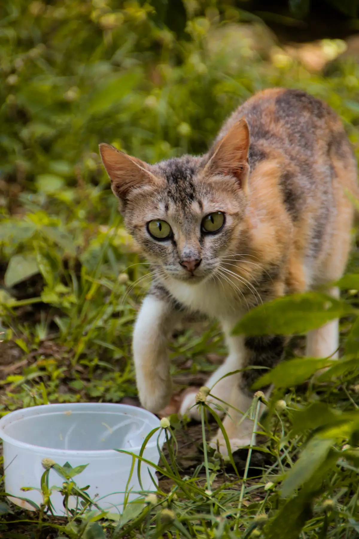 un chat qui boit de l eau dans le jardin