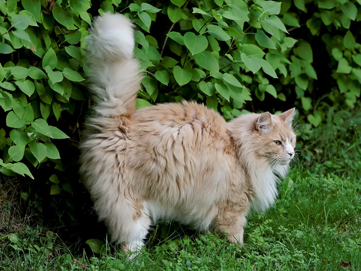 un chat qui fait pipi dans le jardin