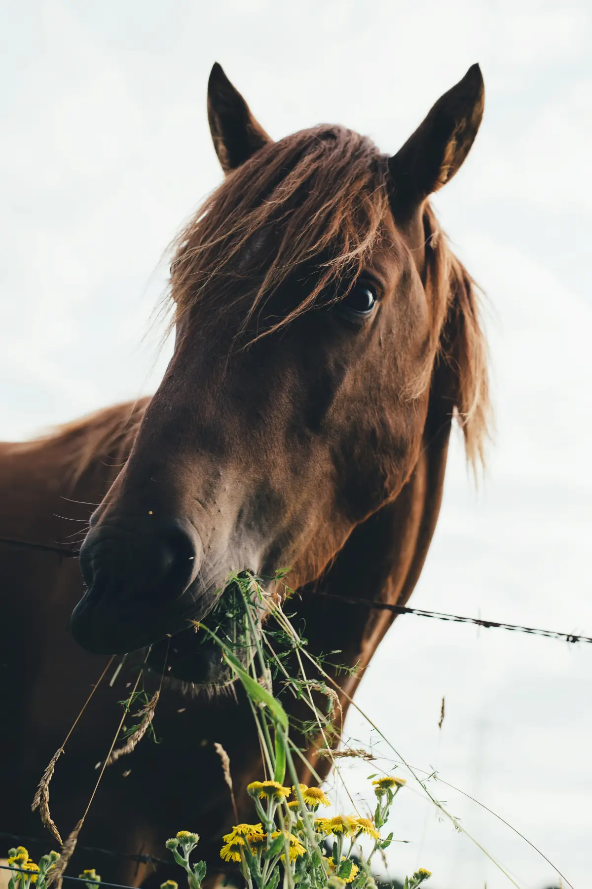 un cheval qui mache de l herbe epandage de crottin sur les tomates