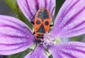 Comment se débarrasser des gendarmes dans les fleurs : pourquoi sont-ils présents et comment agir ?