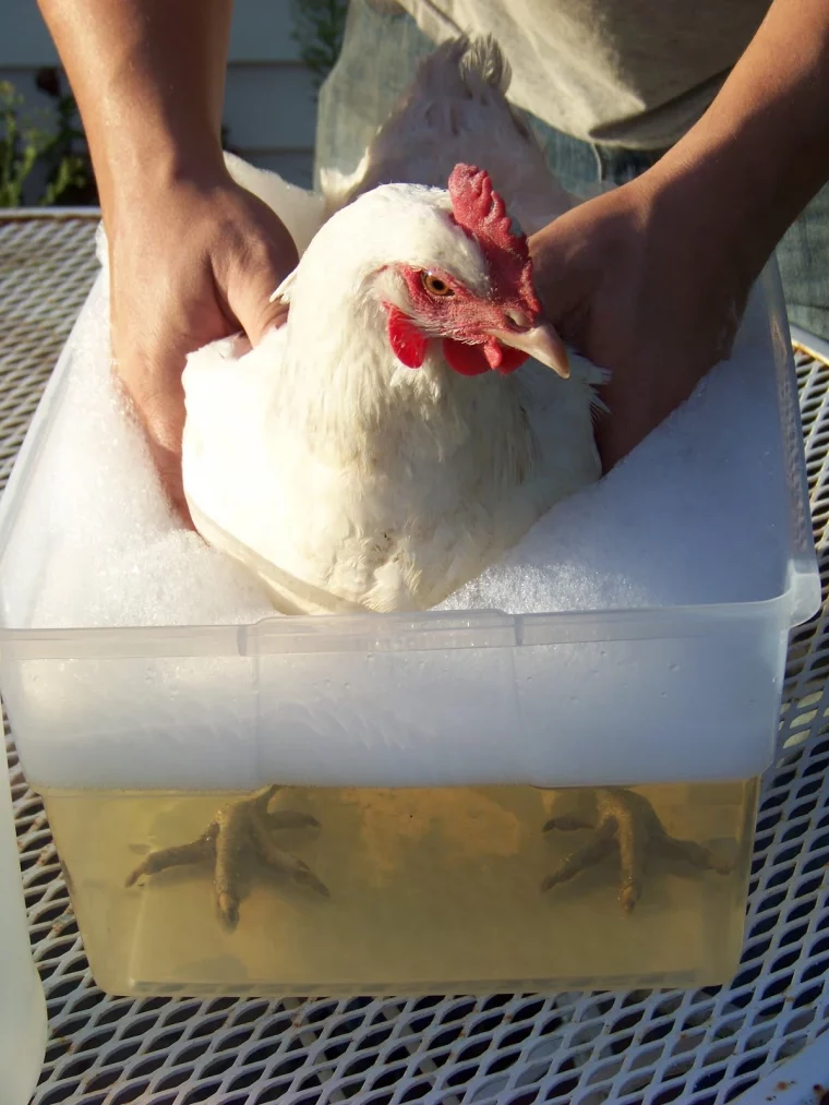 un homme qui donne un bain savonneux a une poule blanche