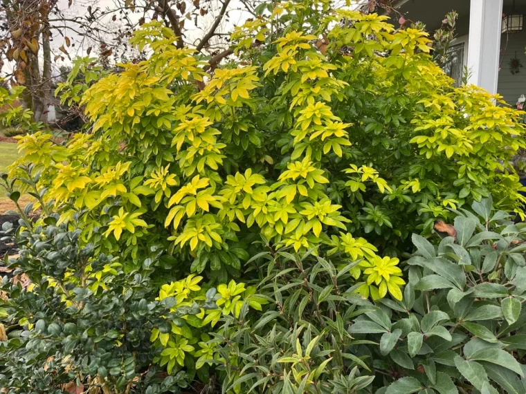 un massif d arbuste plante verte buissonante