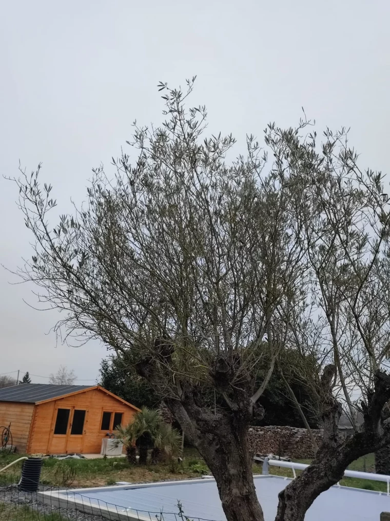 un olivier devant une maison en bois