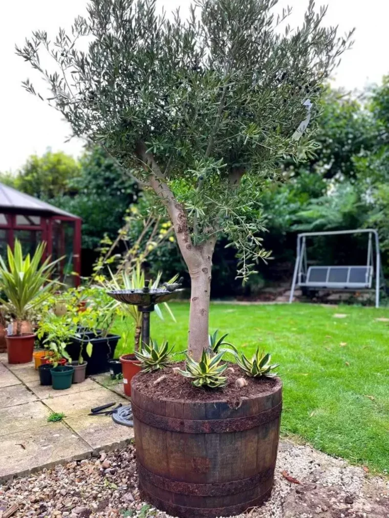 un olivier en pot dans un jardin pelouse verte