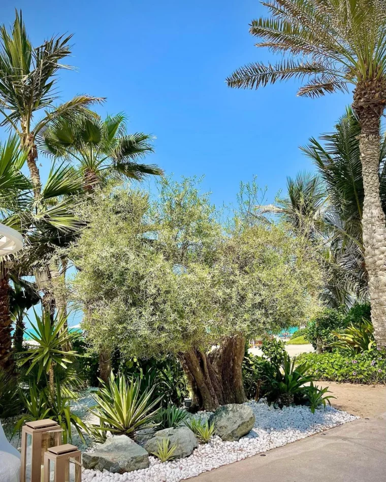 un olivier jardin ciel blue palmes
