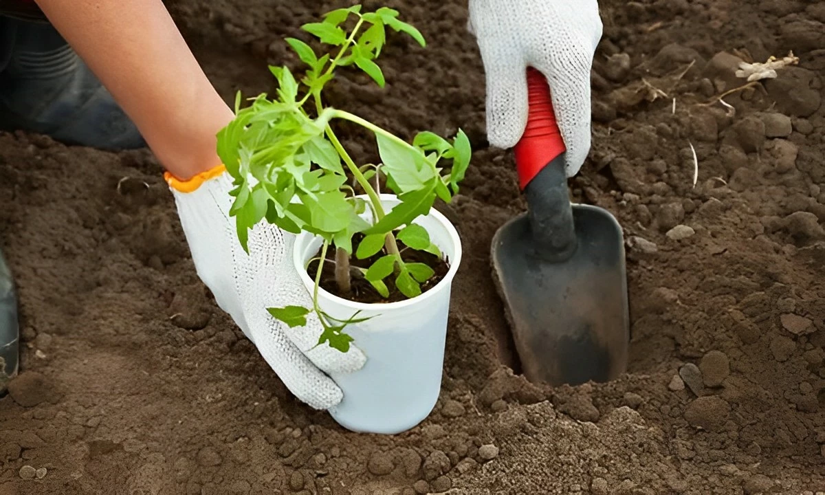 un pot blanc avec un plant de tomate au sol dans une main gantee et une mini pele dans l autre qui creuse le trou pour planter le plant