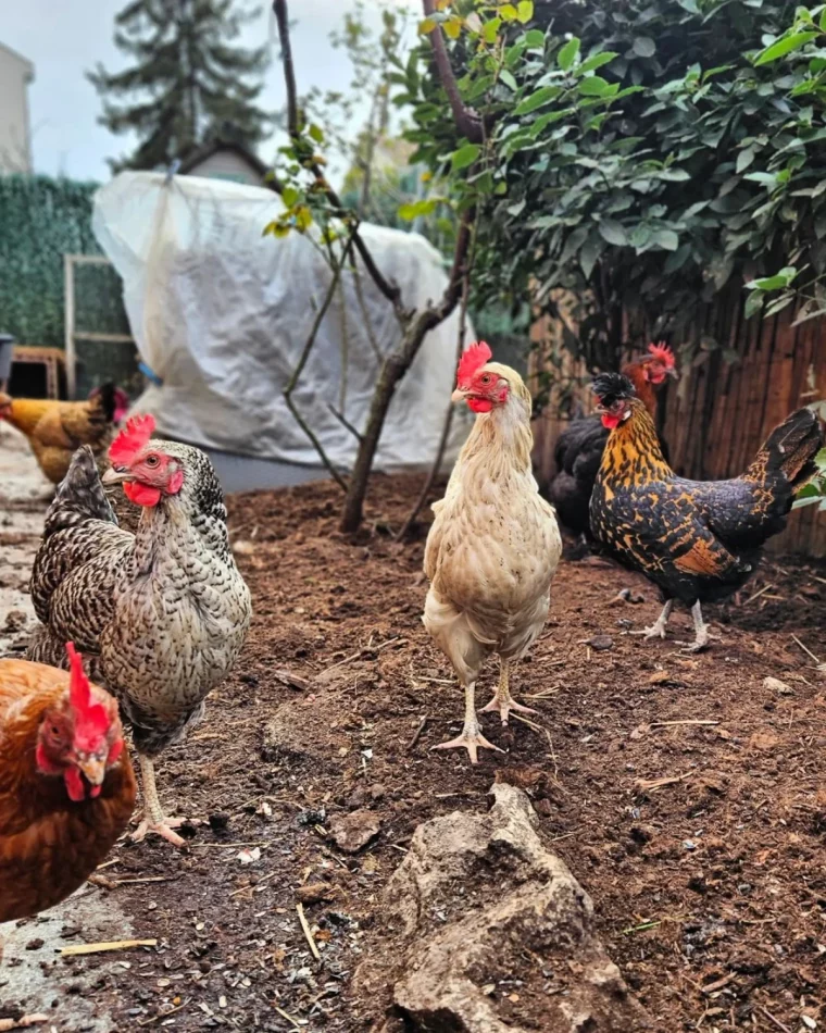 un poulailler avec des poules qui se promenent