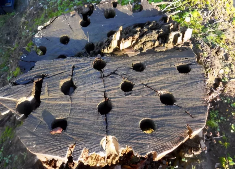 un tronc d arbre coupe avec des trous