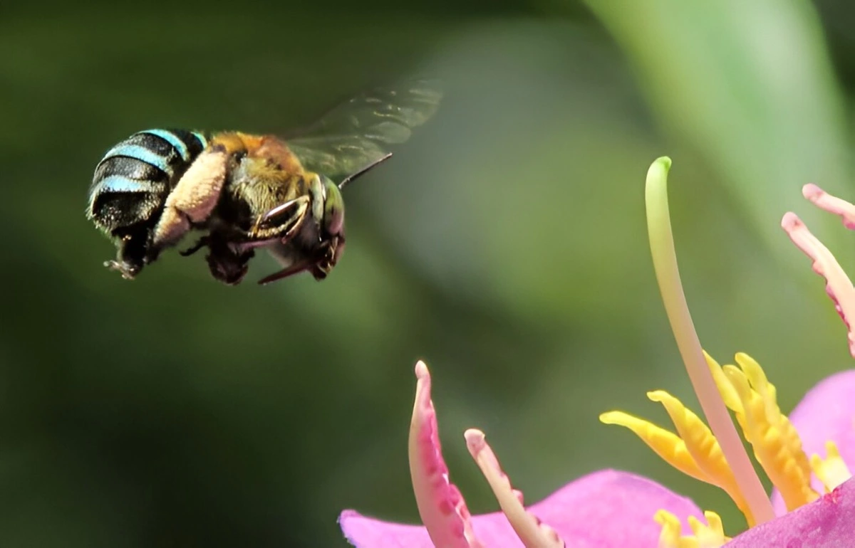 une abeille en plein vol approchant une fleur rose