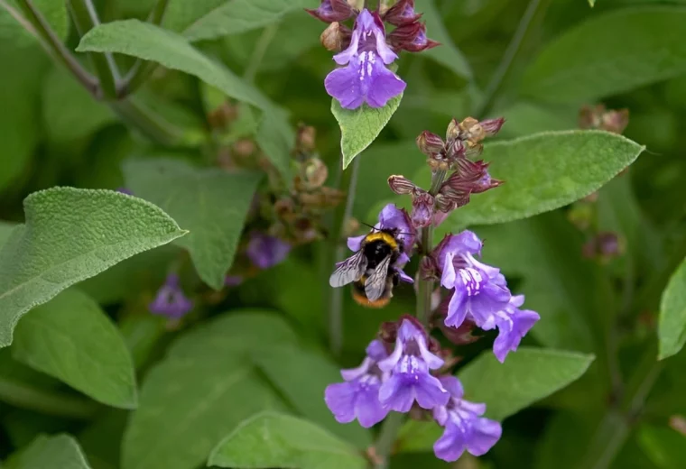 une abeille sur une fleur de salvia entouree de feuilles vertes de salvia