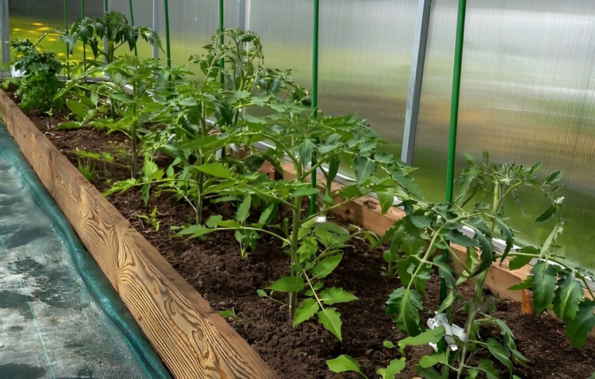 une allee de plants de tomates sous serre