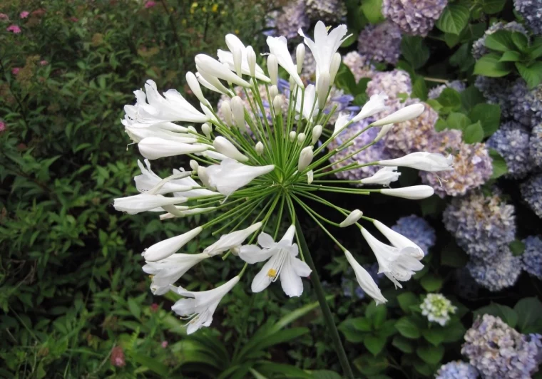une fleur blanche d agapanthe dans un jardin sur fond de petits arbustes fleuris