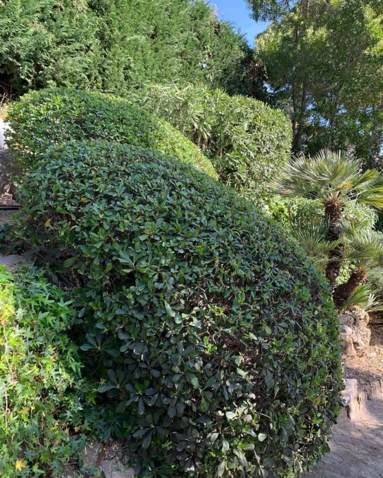 une haie verte d arbuste dans un jardin