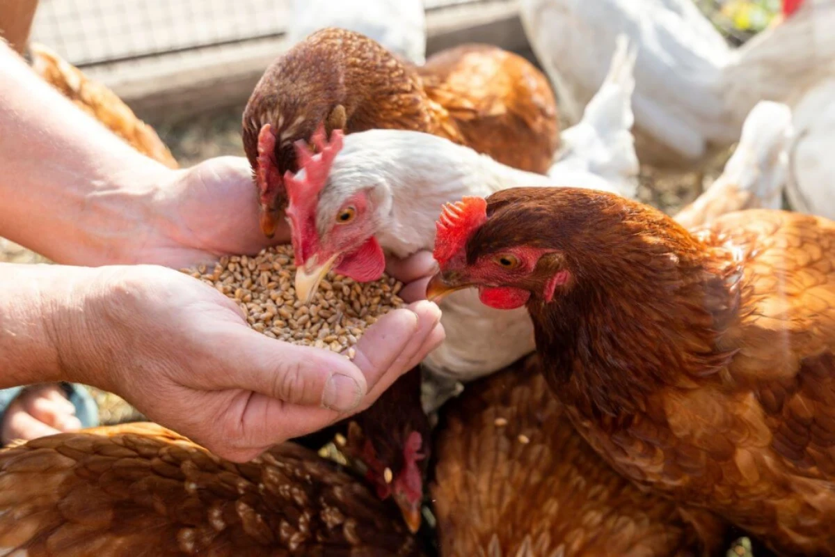 une main qui nourrit quelques poules rousses aves des graines