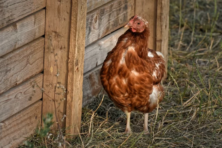 une poule aux plumes rousses a cote de son poulailler