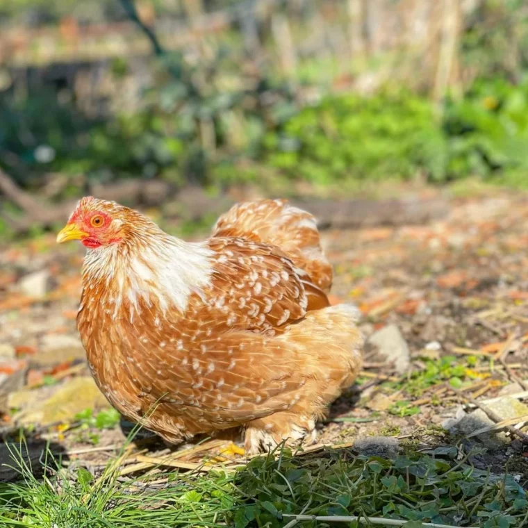 une poule qui est en train de perdre ses plumes