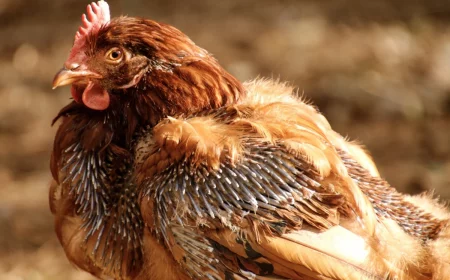 une poule qui perd ses plumes