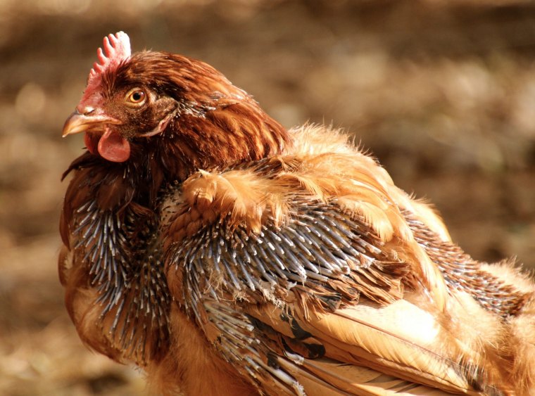 une poule qui perd ses plumes