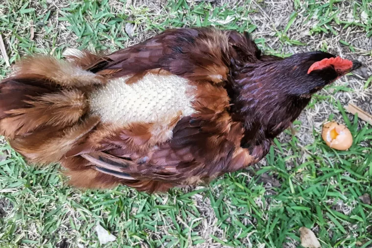 une poule qui perd ses plumes sur le dos pelouse verte