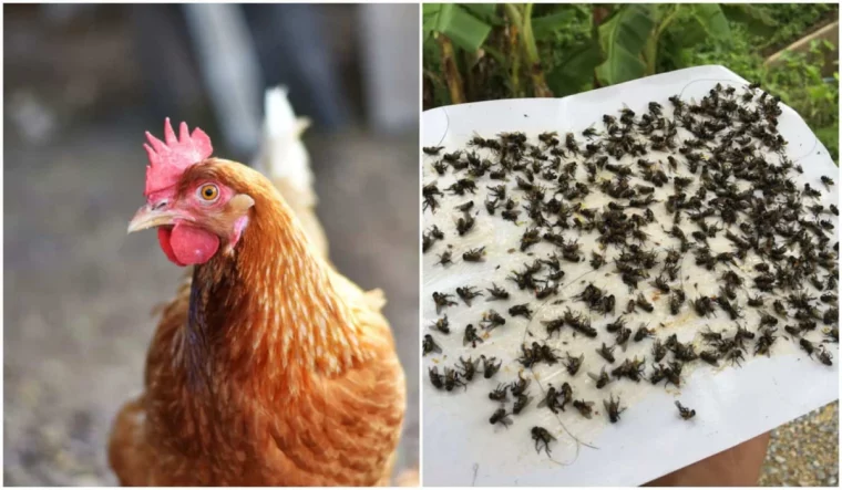 une poule rousse avec un attrape mouche