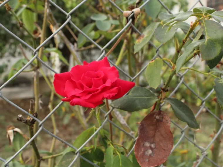 une rose rouge sur une cloture en metal souple verdure