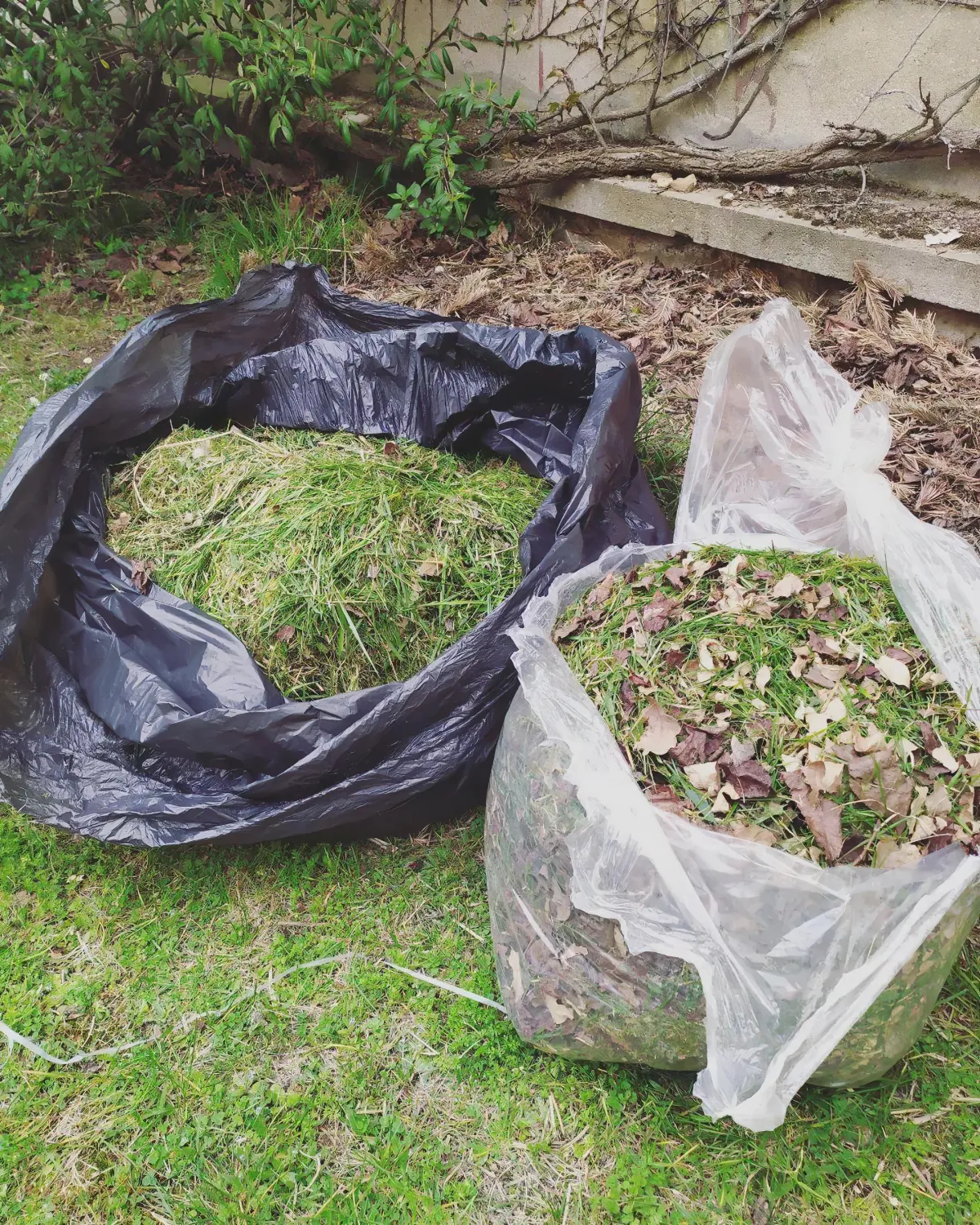 utilisations des tontes d herbe dans le potager conseils