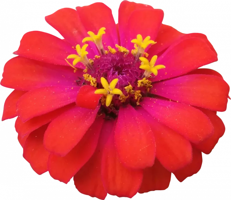 zinnia ces 12 graines de fleurs poussent a la vitesse de la lumiere