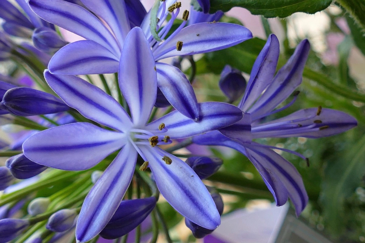 zoom sur les fleurs bleues d agapanthe