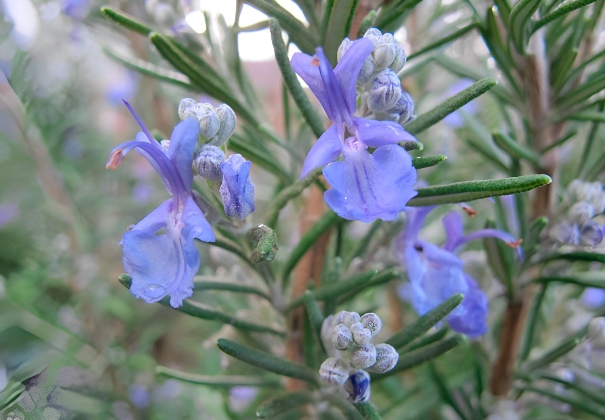 zoom sur les fleurs bleues violettes de romarin