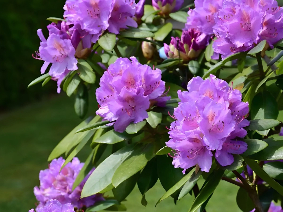 zoom sur un rhododendron fleuri de couleur violette