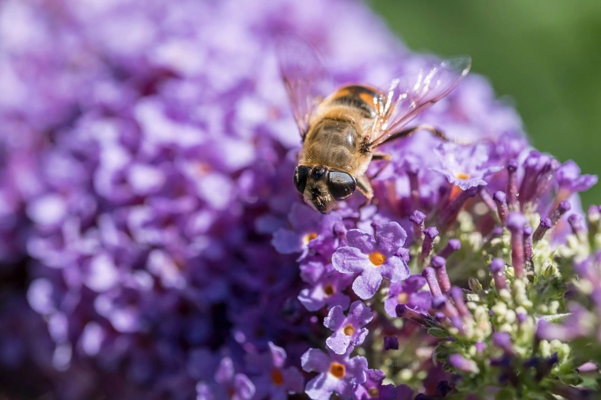 zoom sur une abeille et des fleurs de lilas