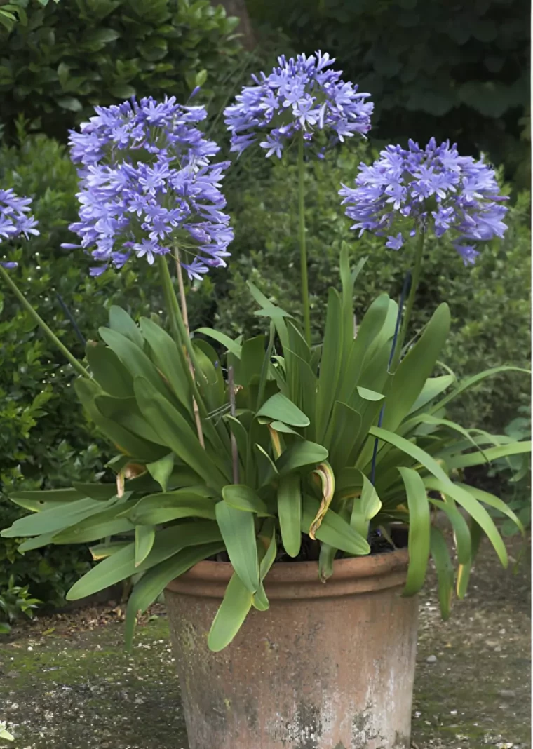 agapanthe en pot en terre cuite avec des fleurs bleues