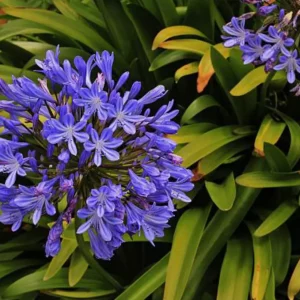 Faut-il couper les feuilles des agapanthes : tout ce que vous devez savoir sur les bonnes pratiques
