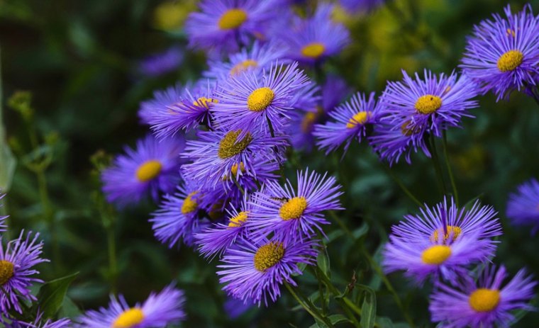 asters alpins avec un gros plan sur les fleurs violettes