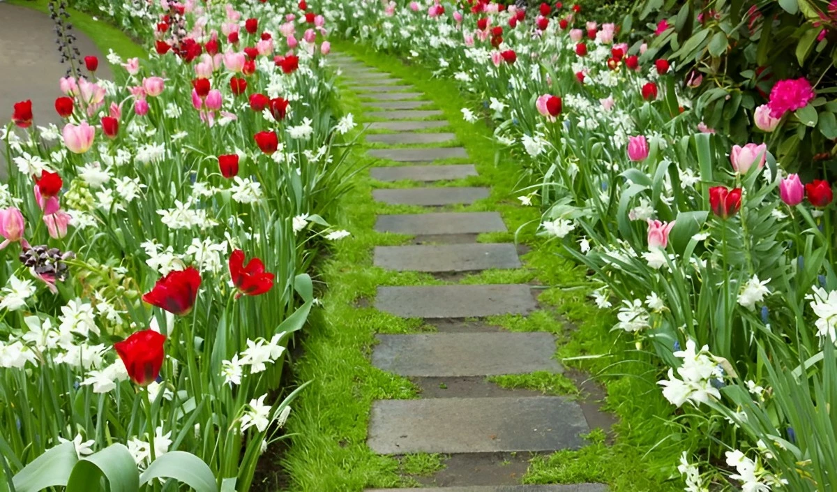 bordures autour d un chemin avec des tulipes rouges et roses avec des fleurs blanches