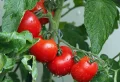 Top 10 des légumes à planter en mai-juin pour profiter de vos récoltes tout l’été