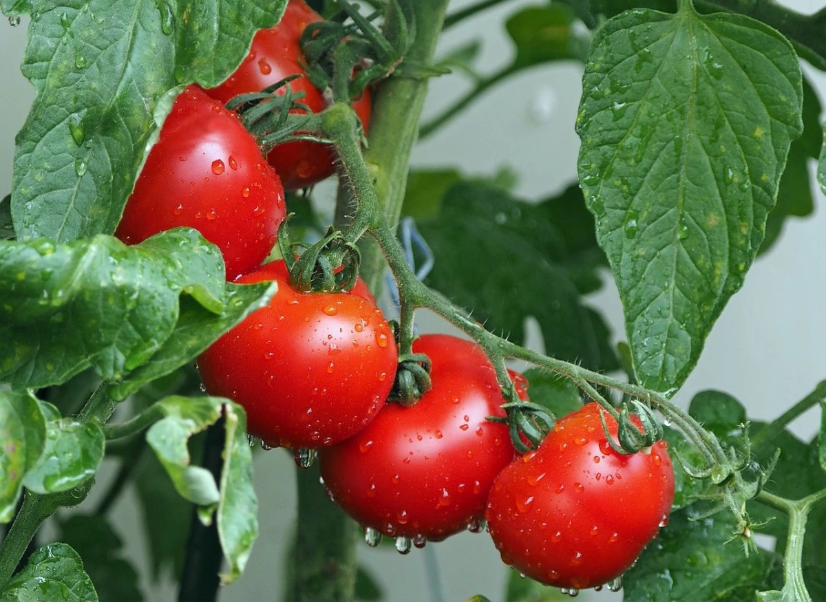 cinq tomates mures bien rouges sur branche sur fond des feuilles vertes du plant