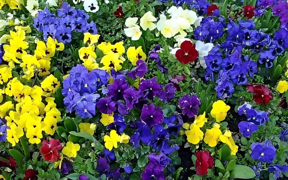 combinaison de couleurs contrastees jaunes et violettes au jardin