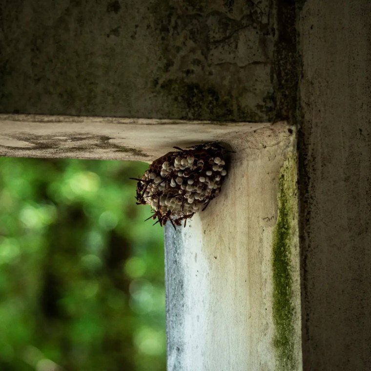 comment empecher les guepes de faire leur nid dans le jardin 