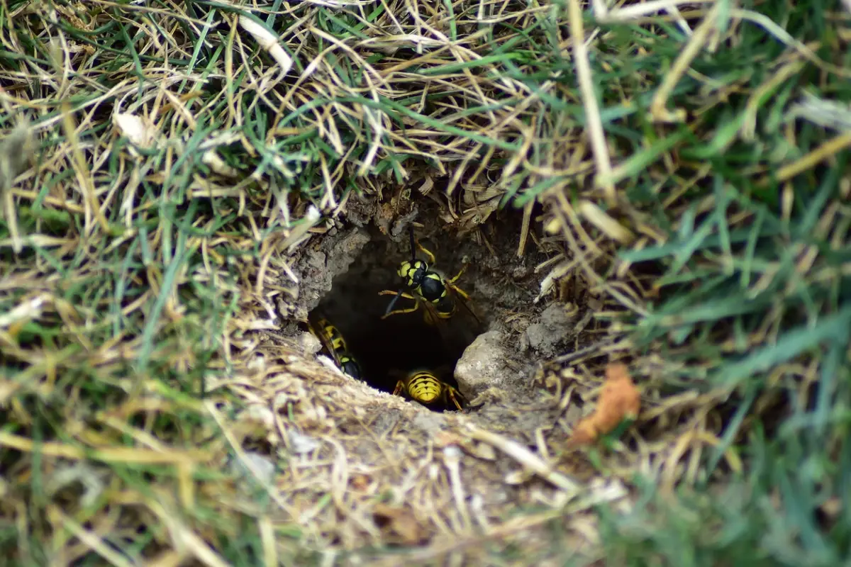 comment empecher les guepes de faire leur nid dans le sol